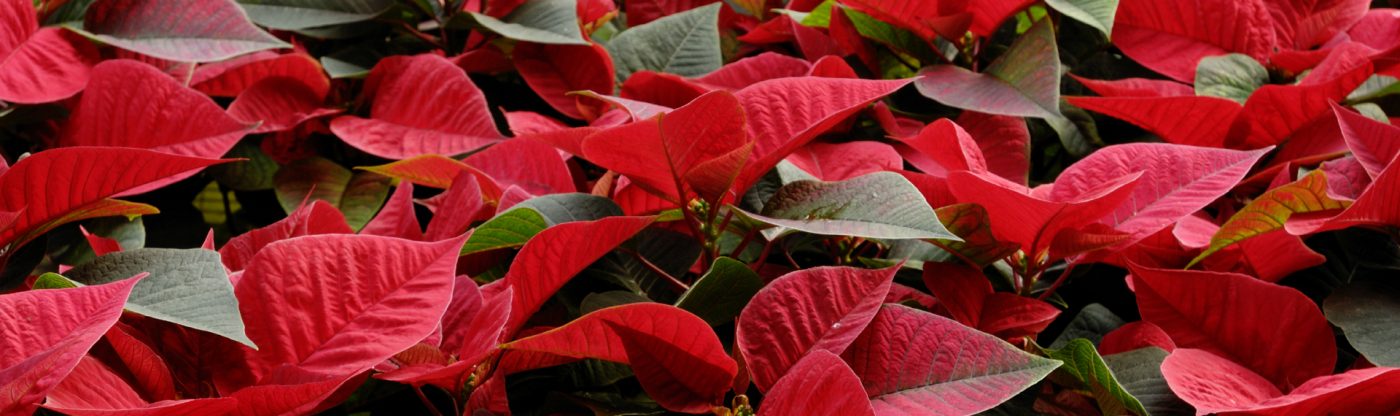Poinsettia Plant Care Tips Bloomers Home Garden Center,How Many Quarters In A Roll